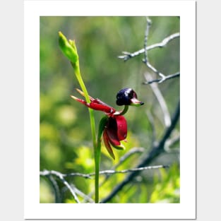 The Flying Duck Orchid Posters and Art